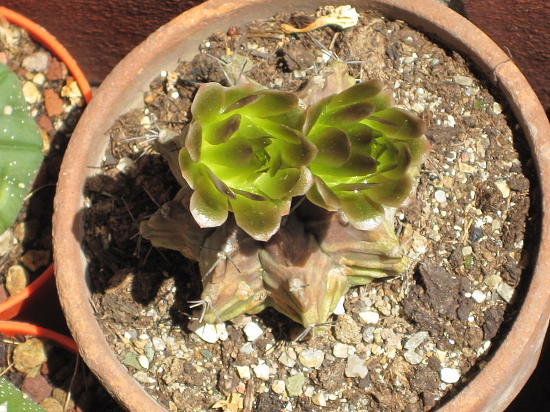 File:Gymnocalycium mihanovichii 4.JPG