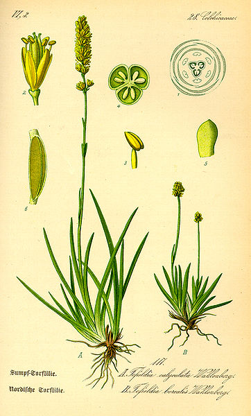 Файл:Illustration Tofieldia calyculata0.jpg