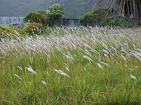 Императа цилиндрическая (Imperata cylindrica)