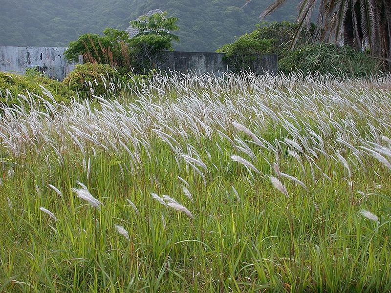 Файл:Imperata cylindrica tigaya colony.jpg