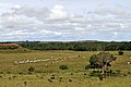 Tropical savanna climate in Los Llanos