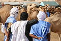 Image 8Camel market in Nouakchott (from Mauritania)