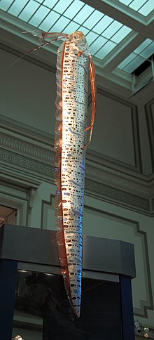 Oarfish smithsonian.JPG