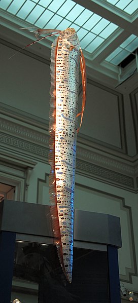 Файл:Oarfish smithsonian.JPG