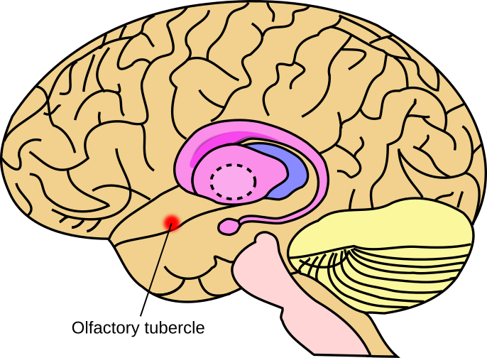 File:Olfactory tubercle.svg