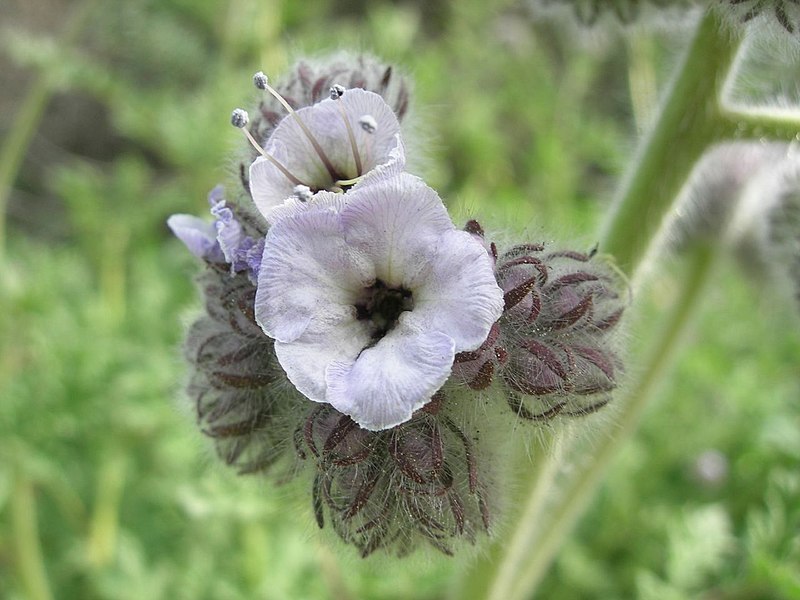 File:Phacelia cicutaria 002.jpg