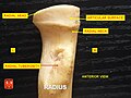 Anterior view. Radial tuberosity.