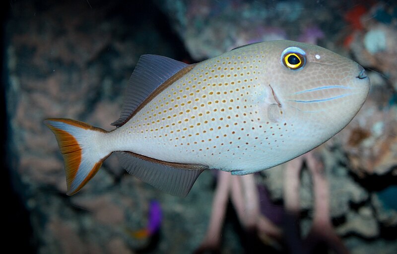 File:Sargassum triggerfish Xanthichthys ringens.jpg