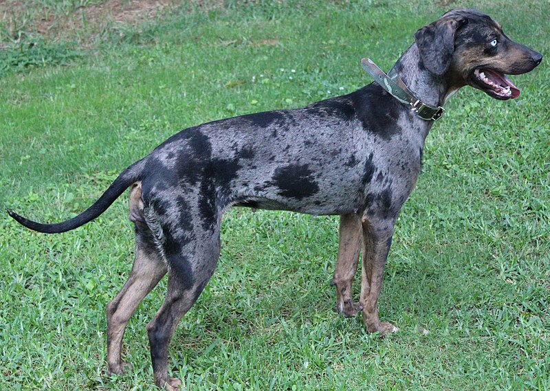 File:Sasquachcatahoulaspurdy.jpg