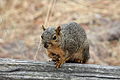 Delmarva Fox Squirrel