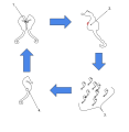 1. Seahorses court: after the hours-to-days-long process, the female transfers her eggs to the egg pouch of the male, located on his abdomen. 2. The fertilized eggs grow and develop into baby seahorses inside the egg pouch of the male. 3. The male ejects the baby seahorses, from 5 to 2,500 young, averaging 100-1000.4. The seahorses grow and develop to maturity, then the cycle repeats itself.