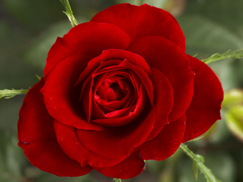 Archivo:Small Red Rose.JPG