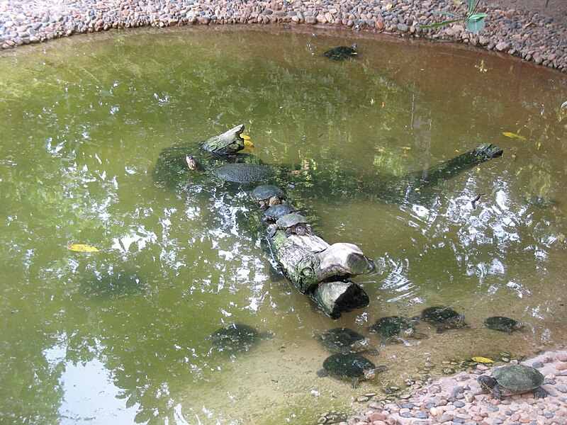 Archivo:Tortugas Zoológico Barranquilla.jpg