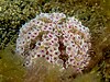 Flower urchin from Tasitolu, East Timor