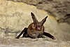 Virginia Big-Eared Bat