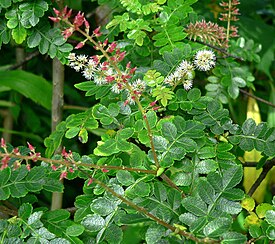 Weinmannia pinnata