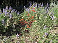 Wildflowers in SNRA