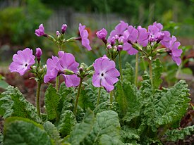 Первоцвет Зибольда (Primula sieboldii)