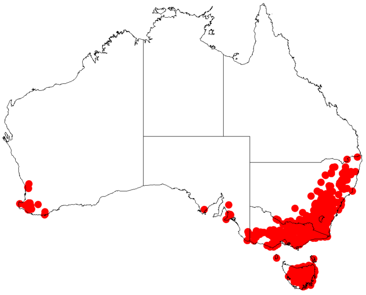 File:Acacia dealbataDistMap260.png