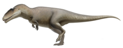 Life restoration of C. saharicus