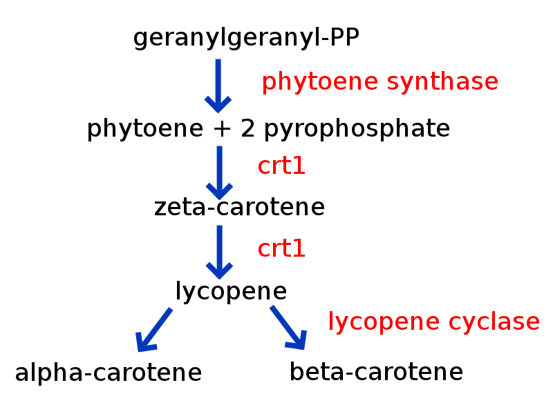 File:Carotenoidsynthesis.svg