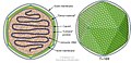 Cápside de la familia Phycodnaviridae que infecta protistas.