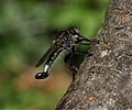 Robberfly, Efferia aestuans