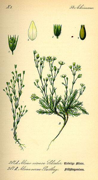 Archivo:Illustration Minuartia viscosa0.jpg