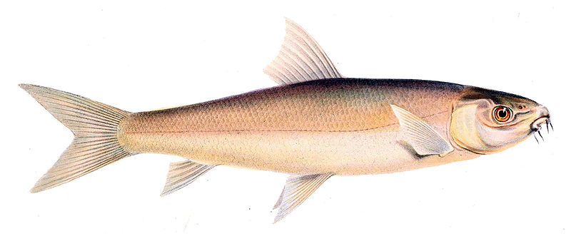 File:Labeo capensis.jpg