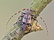 Leiopus femoratus (53142168710).jpg