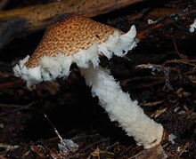 Lepiota magnispora 39259.jpg