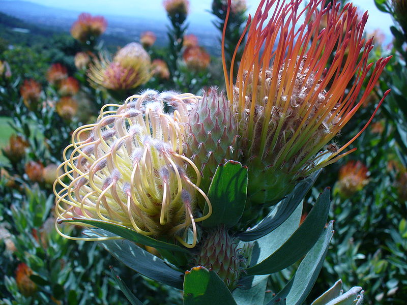 File:Leucospermum gueinzii flower 3.JPG