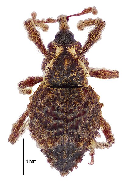 File:Lithocia acuminata dorsal.jpg