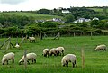 Black-faced sheep at Llanon