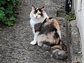 Rare long haired calico cat.