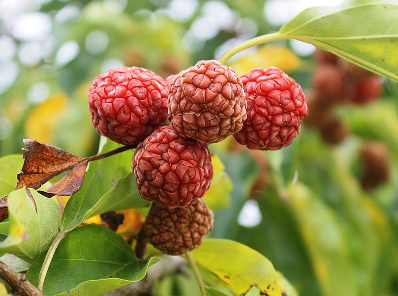 Archivo:Maclura tricuspidata fruits.jpg