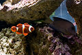 Maroon clownfish (Premnas biaculeatus), here with a tang, is the only member of the genus Premnas, and the largest species of clownfish.