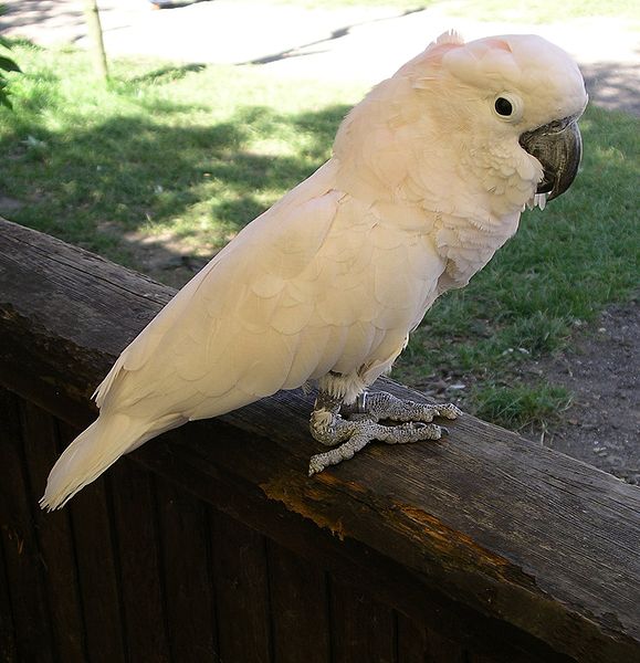 File:Moluccan cockatoo 31l07.JPG