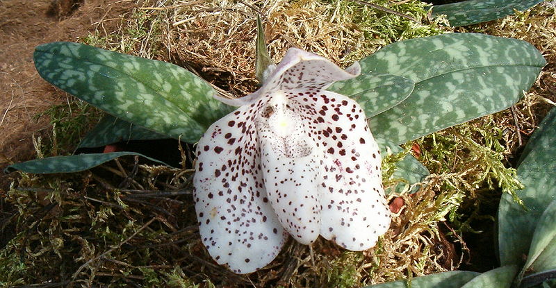 Файл:Paphiopedilum bellatulum OrchidsBln0906.jpg