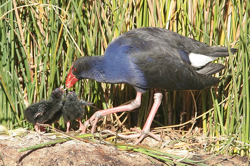 Файл:Purple Swamphen chicks.jpg