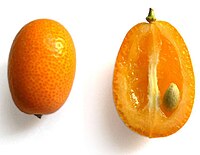 Kumquat fruit cross-section