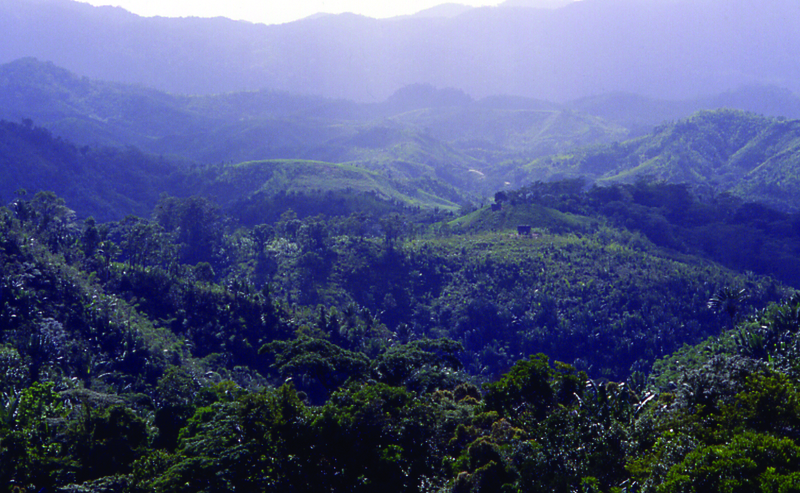 File:Rainforestmadagascar04.tif