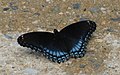 Red-spotted Purple (Limenitis arthemis astyanax), York, Pennsylvania, USA.