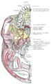 Base of skull. Inferior surface. Spine of sphenoid bone marked with black circle