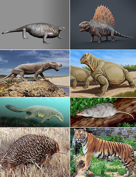 File:Synapsid diversity 3.jpg