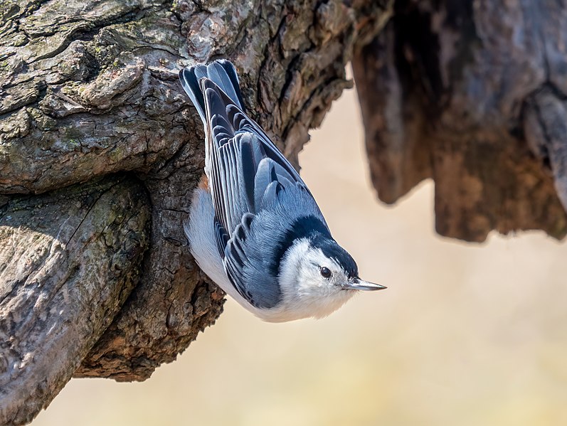 Archivo:White-breasted nuthatch (26471).jpg