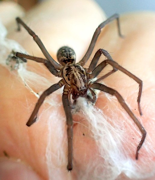 Файл:Agelena labyrinthica-f.jpg