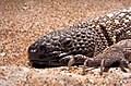 Mexican beaded lizard