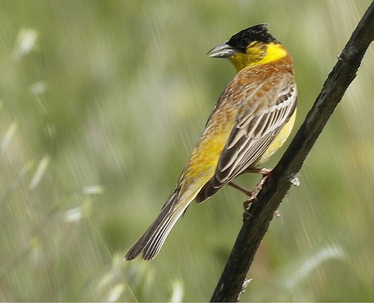 File:Black-headed Bunting 2.jpg