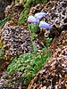 Campanula zoysii